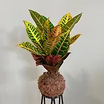 Studio-House With Tropical Garden